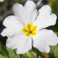 Weiß Schlüsselblume Blumensamen zur Aussaat – leuchtend – Traditionssorte & ohne Gentechnik Samen Hausgarten
