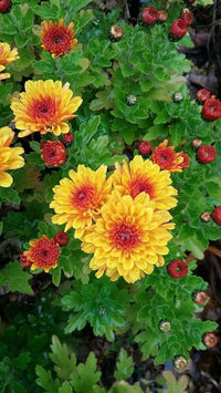 Gelb Rot Chrysantheme Blumensamen zur Aussaat – leuchtend Blüten – Traditionssorte & ohne Gentechnik Samen Hausgarten