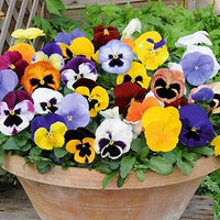 mehrfarbige Blumensamen Blumensamen zur Aussaat – leuchtend Blüten – Traditionssorte & ohne Gentechnik Samen Hausgarten