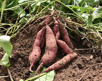 Süße potato gemüse samen aussaat