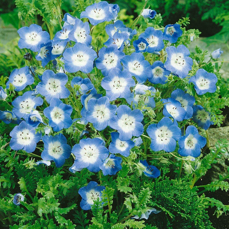 Baby blau eyes for anpflanzung in blume bed