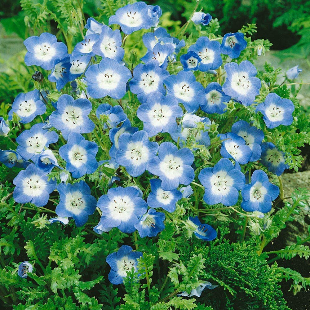 Baby blau eyes for anpflanzung in blume bed