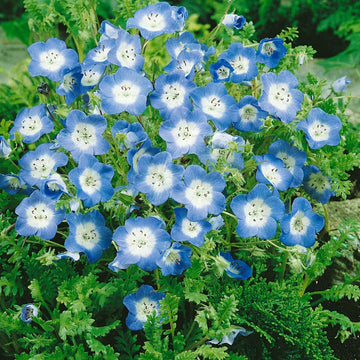 Baby blau eyes for anpflanzung in blume bed