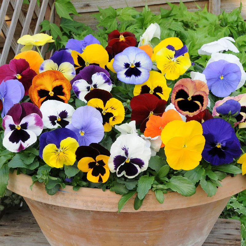 Pansy (pansy blume) samen for anpflanzung in home garten