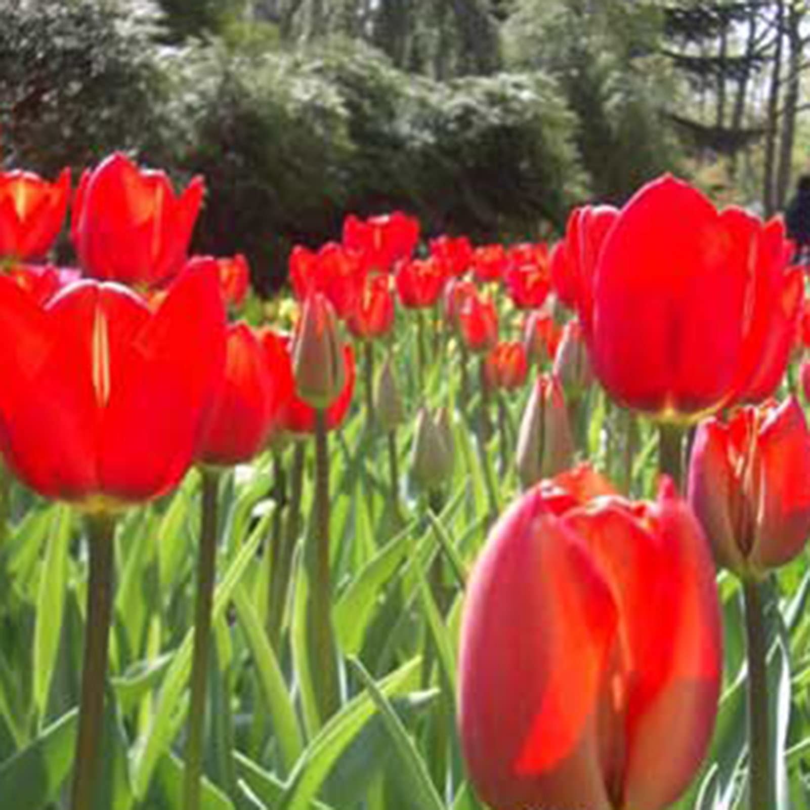 Braun Tulpe Blumensamen zur Aussaat pflegeleicht Traditionssorte & ohne Gentechnik Samen Hausgarten