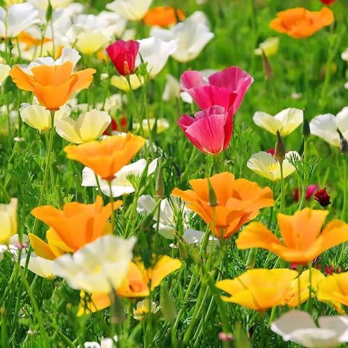MultiColored Eschscholtzia Blumensamen zur Aussaat kompakt Wuchs Traditionssorte & ohne Gentechnik Samen Hausgarten