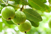 Young Psidium guajava samen für einfaches Anpflanzen