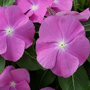 Periwinkle orchid vanda spp for anpflanzung in indoor garten