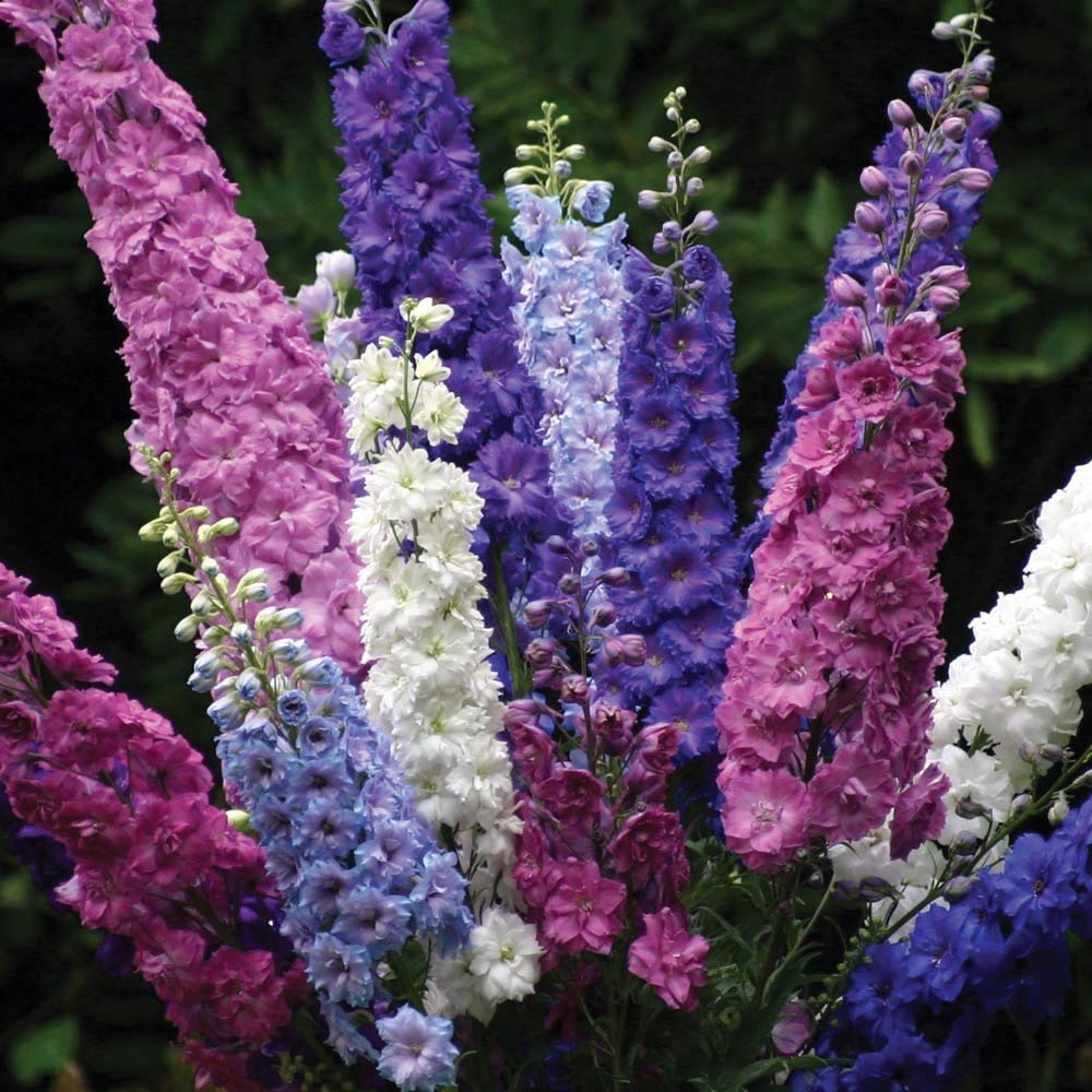Millennium Delphinium Delphinium elatum Samen zur Aussaat Garten Rabatten
