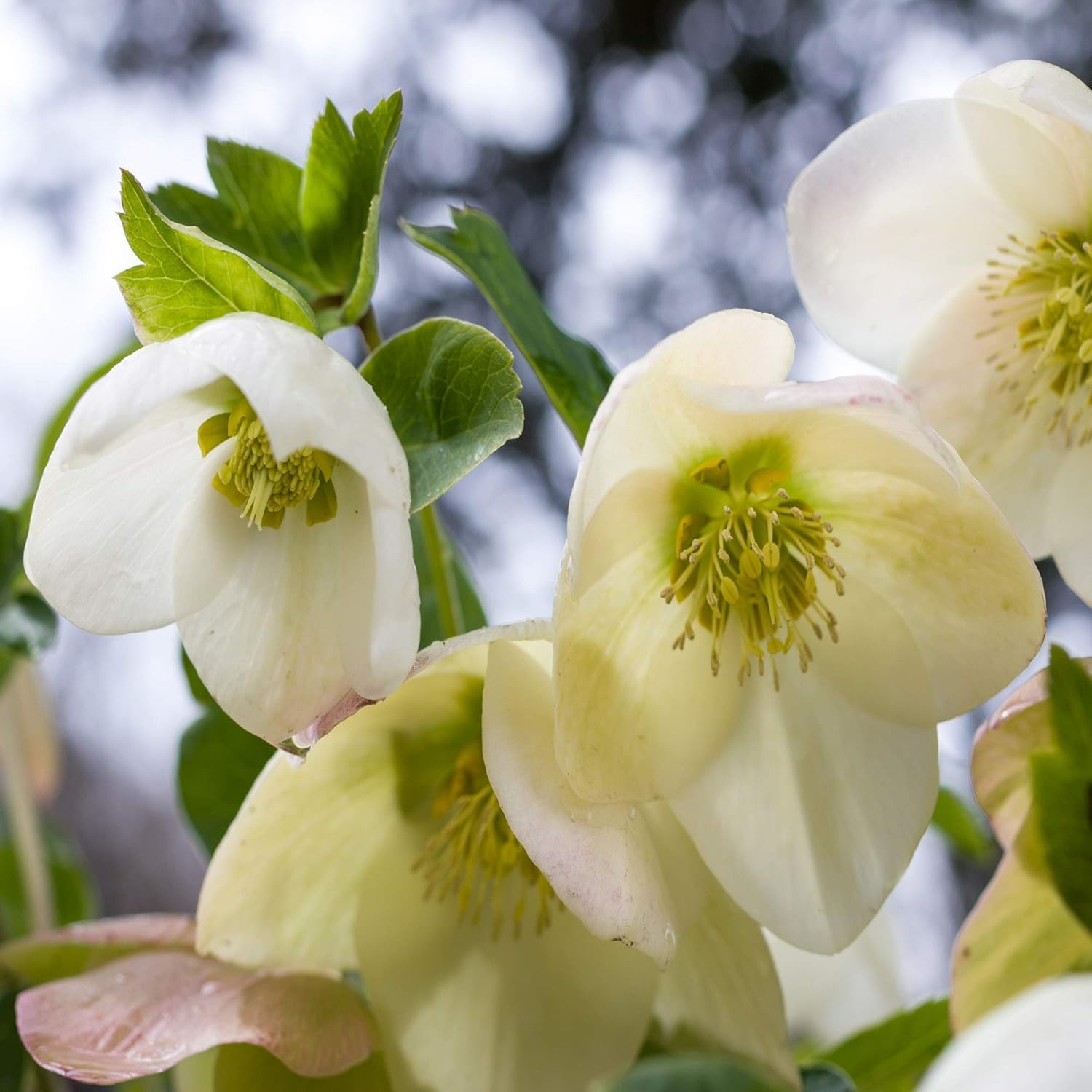 Helleborus lenten rose blume samen