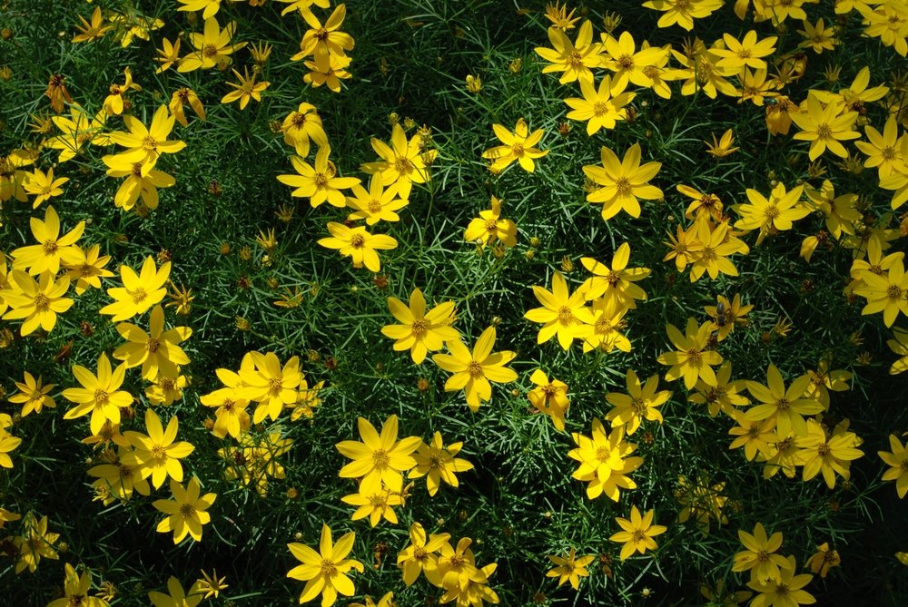 Bidens Golden Star Blumensamen zur Aussaat