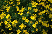 Bidens Golden Star Blumensamen zur Aussaat