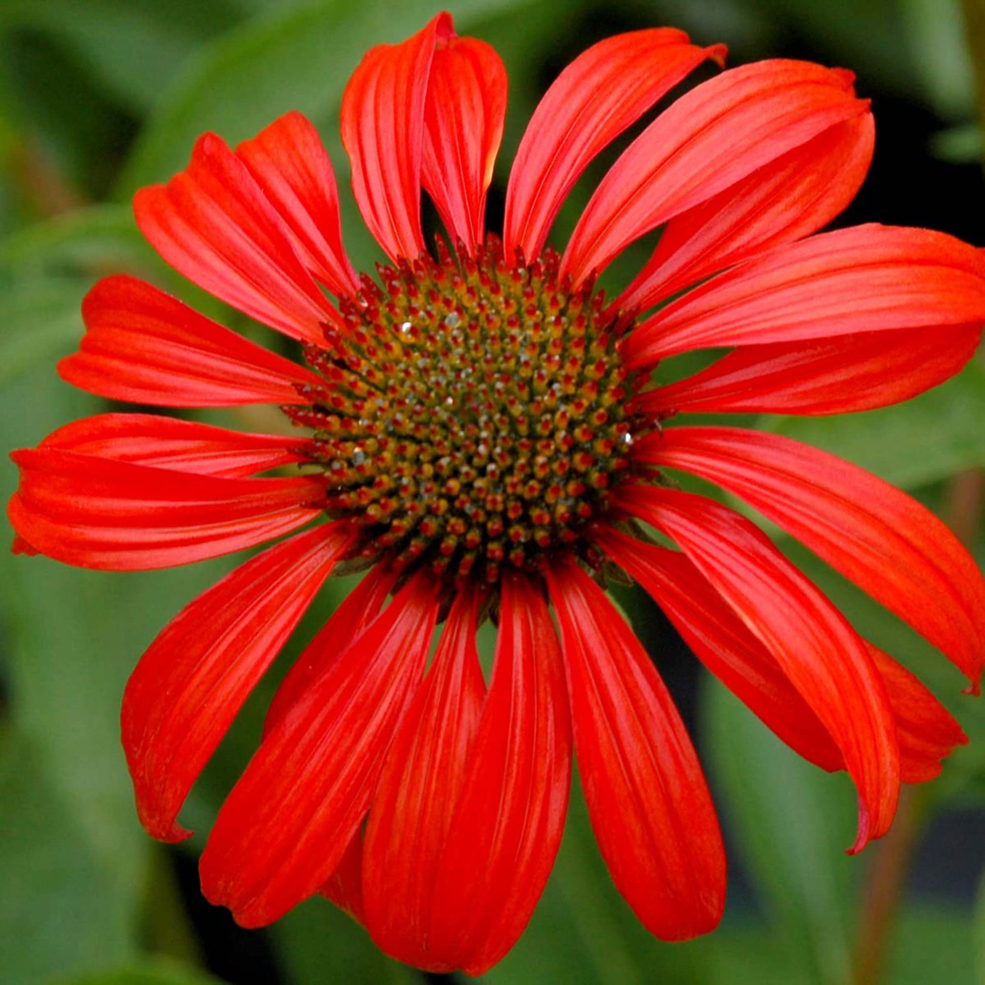 Tomato Soup Coneflower Echinacea spp. Samen zur Aussaat Blume Beet