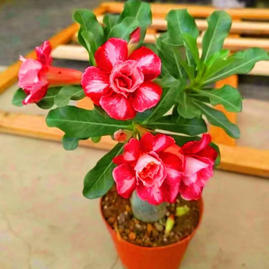 Wüstenrose Obesum Rose Blumensamen zur Aussaat duftend Blüten Traditionssorte & ohne Gentechnik Samen Hausgarten