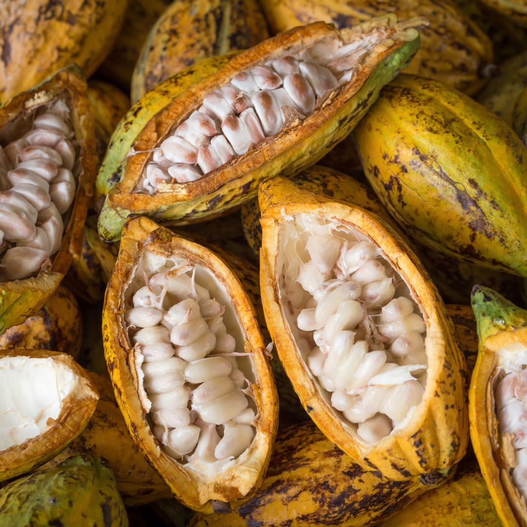 Kakaofrucht (cacao) Samen für einfaches Anpflanzen