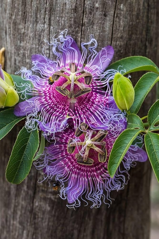hell Violett Passion Blumensamen zur Aussaat farbenfroh Schau Traditionssorte & ohne Gentechnik Samen Hausgarten