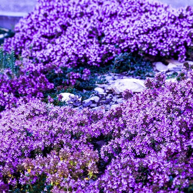 Creeping Thyme Thymus serpyllum Samen zur Aussaat Herb Garten & Bodendecker