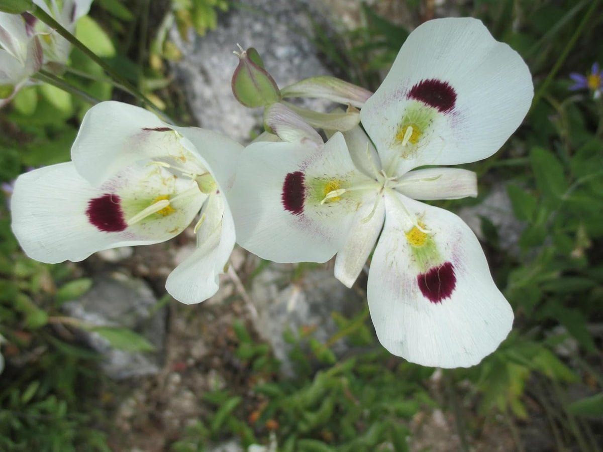 Calochortus blume samen for anpflanzung - bright blooms, heirloom & gmo free samen for home garten
 
 sale samen for home garten