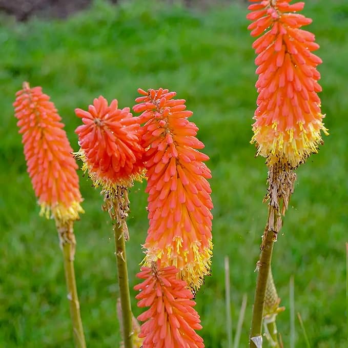 Kniphofia (kniphofia blume) samen for anpflanzung in home garten