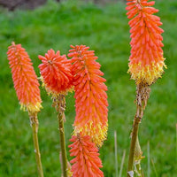 Kniphofia (kniphofia blume) samen for anpflanzung in home garten