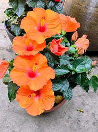 Hibiskus Orange Samen zur Aussaat – tropisch Blüten