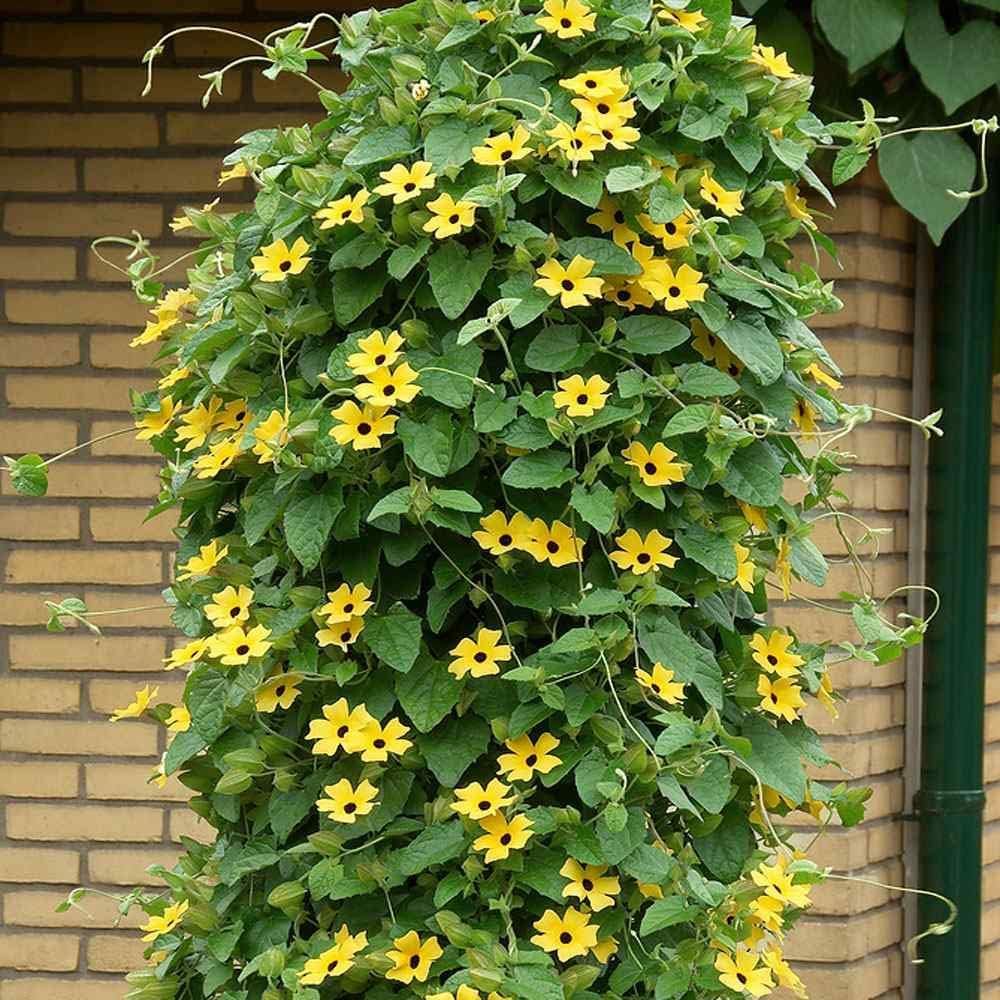 Schwarz Eyed Susan Vine Samen Fast-Growing blühend Climbers