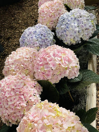 Rosa Hortensie Blumensamen zur Aussaat – Landhaus Garten wichtig – Traditionssorte & ohne Gentechnik Samen Hausgarten