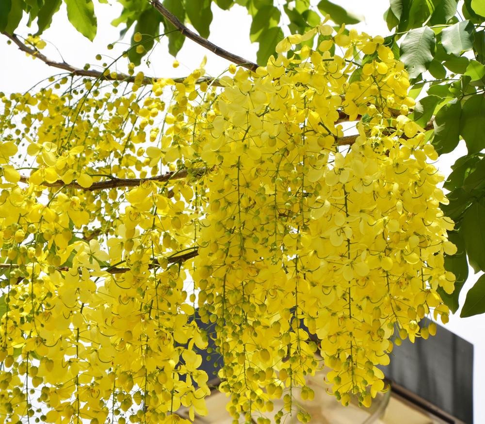 Gelb laburnum blume samen for anpflanzung - vibrant colors, heirloom & gmo free samen for home garten
 
 sale samen for home garten