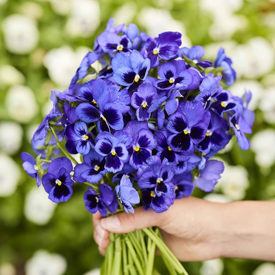 Navy blau swiss giant blume samen for anpflanzung in garten