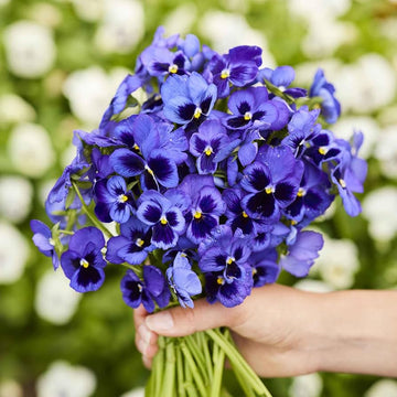 Navy blau swiss giant blume samen for anpflanzung in garten
