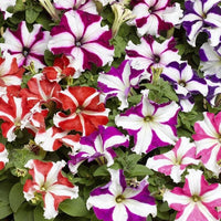 Pelletized Petunie Star Orchidee Ice Samen elegant Garten Accents