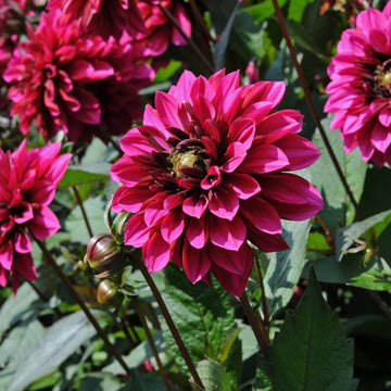 dunkel Rosa Flamingoblume Blumensamen zur Aussaat saisonal Dauerblüher Traditionssorte & ohne Gentechnik Samen Hausgarten