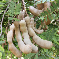 Orchidee Tamarind Tamarindus Indica Baum Samen