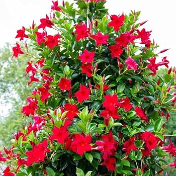 Mandevilla Blumensamen zur Aussaat – Wildblume Mischung – Traditionssorte & ohne Gentechnik Samen Hausgarten