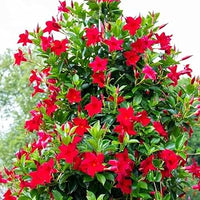 Mandevilla Blumensamen zur Aussaat – Wildblume Mischung – Traditionssorte & ohne Gentechnik Samen Hausgarten