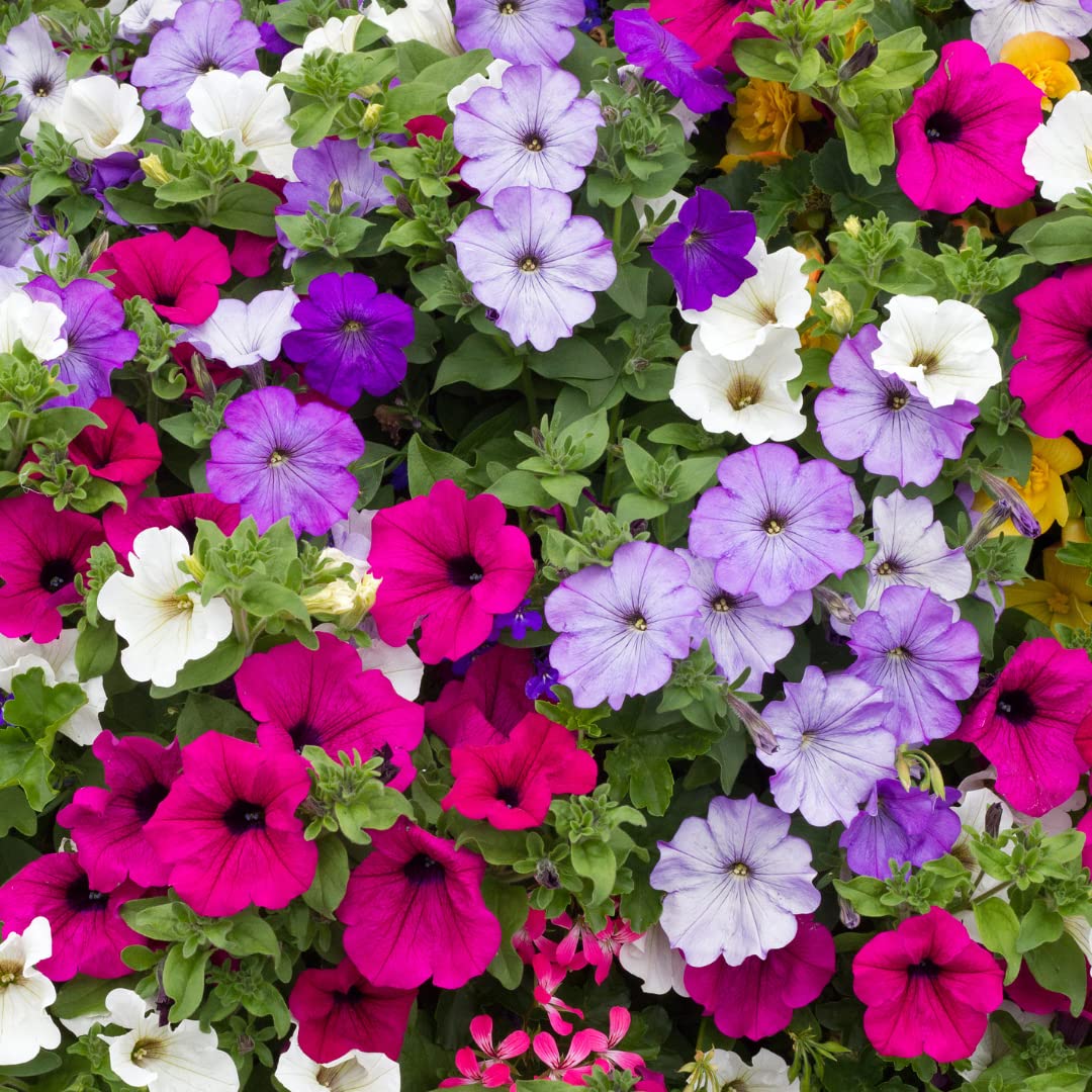 Lavendel Samen Tritunia Pelletta Petunie zur Aussaat Blume Beet
