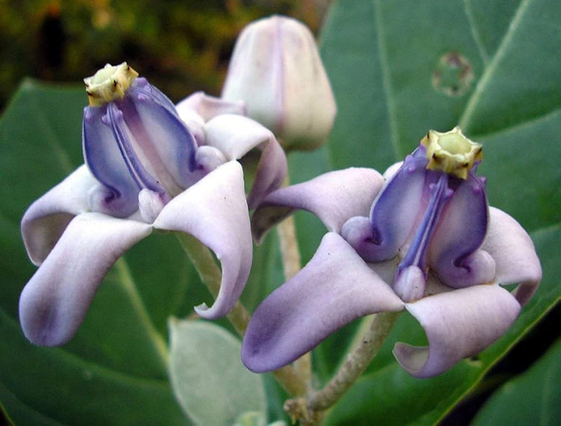 Lila calotropis gigantea blume samen for anpflanzung - pollinator friendly, heirloom & gmo free samen for home garten
 
 sale for anpflanzung in home garten.