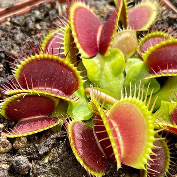 Carnivorous (carnivorous blume) samen for anpflanzung in home garten