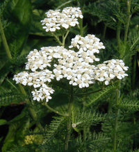 Weiß Yarrow Blumensamen zur Aussaat – robust Sorte – Traditionssorte & ohne Gentechnik Samen Hausgarten