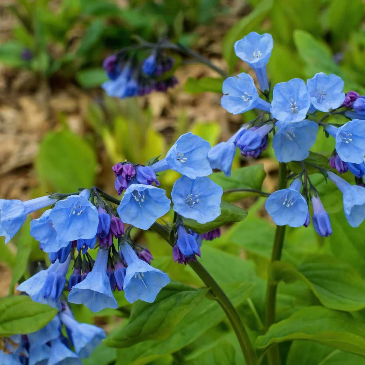 Mertensia blume samen for anpflanzung - cottage garten essential, heirloom & gmo free samen for home garten
 
 sale samen for home garten