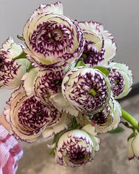 Braun shade japanese ranunculus blume samen for anpflanzung - fragrant blossoms, heirloom & gmo free samen for home garten
 
 sale for anpflanzung in home garten.