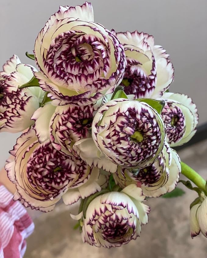 Braun shade japanese ranunculus blume samen for anpflanzung - fragrant blossoms, heirloom & gmo free samen for home garten
 
 sale for anpflanzung in home garten.