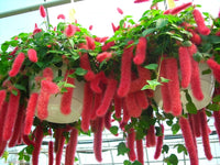 Chenille Kitten Tail Acalypha hispida Samen zur Aussaat Blume Beet