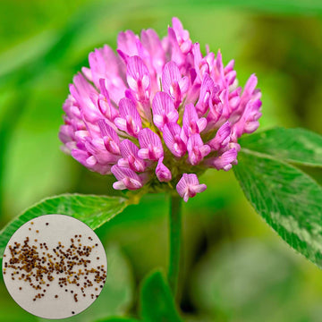 Rosa Clover Blumensamen zur Aussaat – hochwertige Qualitäts- – Traditionssorte & ohne Gentechnik Samen Hausgarten