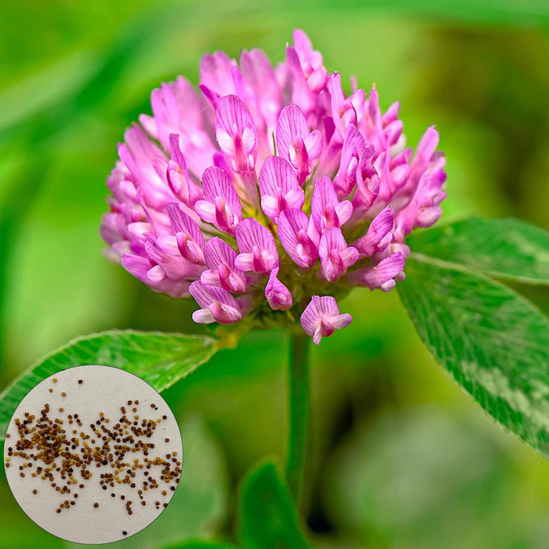 Semi di trifoglio rosa da seminare – qualità eccellente – varietà tradizionale e senza OGM, semi per il giardino domestico
