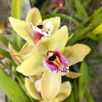 Gelb Schmetterlingsorchidee Orchidee Blumensamen zur Aussaat – Anzucht – Traditionssorte & ohne Gentechnik Samen Hausgarten