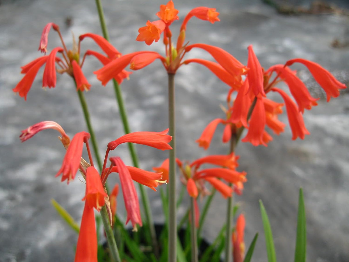 Cyrtanthus brachyscyphus blume samen for anpflanzung - hardy variety, heirloom & gmo free samen for home garten
 
 sale for anpflanzung in home garten