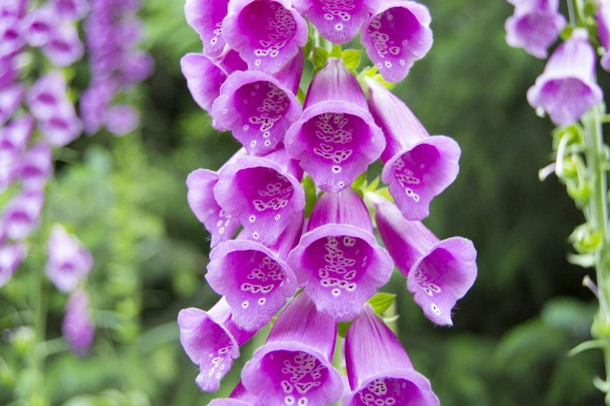 Digitalis blume samen for anpflanzung - shade tolerant, heirloom & gmo free samen for home garten
 
 sale for anpflanzung in home garten