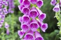 Digitalis blume samen for anpflanzung - shade tolerant, heirloom & gmo free samen for home garten
 
 sale for anpflanzung in home garten