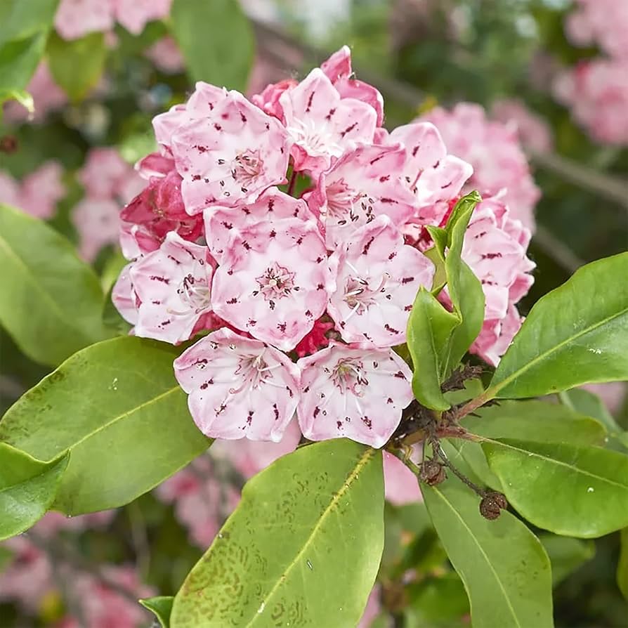 Mountain Laurel Samen Kalmia Latifolia zur Aussaat Woodland Shrubs